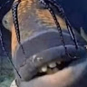 Meet your Posher, Damianno